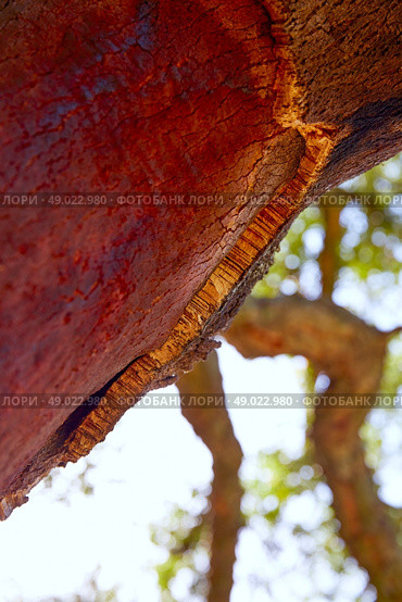 Castellon alcornocal in Sierra Espadan cork tree forest in Valencian Community of Spain. Стоковое фото, агентство Ingram Publishing / Фотобанк Лори