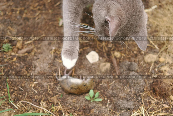 Cat catches a mouse. Cat catching a mice outdoors in a garden backyard. Gray kitten playing with captive little gerbil mouse in a grass. Cats&mice. Stripped feline hunting the mouse on a farm. Стоковое фото, фотограф Марина Демидюк / Фотобанк Лори