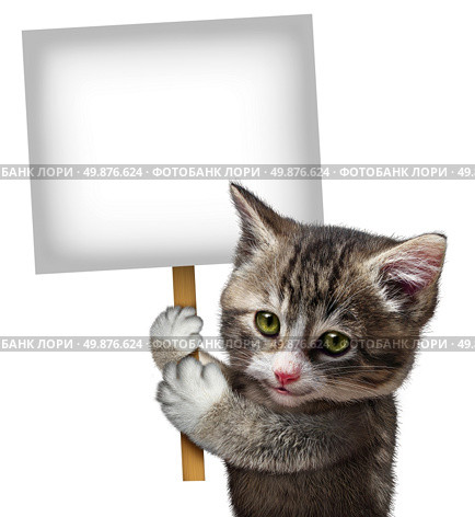Cat holding a blank card sign as a cute kitten feline with a smiling happy expression supporting and communicating a message pertaining to pet care on an isolated white background. Стоковое фото, агентство Ingram Publishing / Фотобанк Лори
