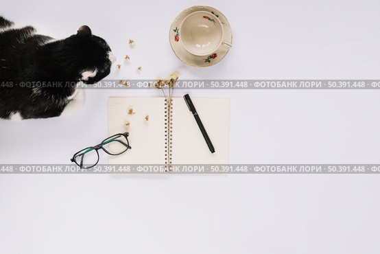 cat sitting near open spiral notebook with felt tip pen eyeglasses empty cup white backdrop. Стоковое фото, агентство Ingram Publishing / Фотобанк Лори
