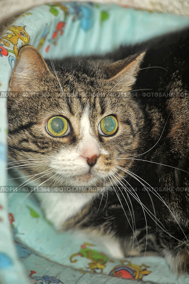 Cat with huge scared eyes. Стоковое фото, фотограф Анна Кривицкая / Фотобанк Лори