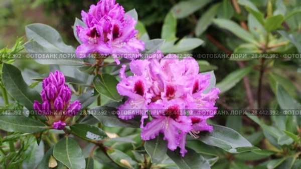 Catawba Rhododendron Cultivar (Rhododendron catawbiense) Стоковое видео, видеограф Ольга Сейфутдинова / Фотобанк Лори