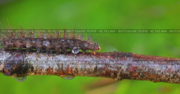 Caterpillar Phragmatobia fuliginosa also ruby tiger. A caterpillar crawls along a tree branch on a green background. Стоковое видео, видеограф Андрей Армягов / Фотобанк Лори