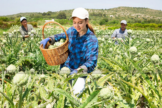 Caucasian woman plantation worker picking artichokes on vegetable field. Стоковое фото, фотограф Яков Филимонов / Фотобанк Лори