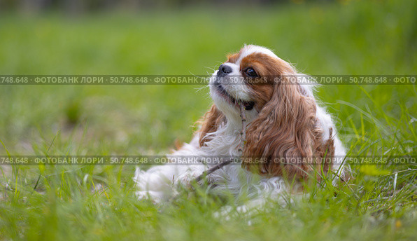 Cavalier King Charles Spaniel dog on a walk in the summer park. Стоковое фото, фотограф Андрей Армягов / Фотобанк Лори