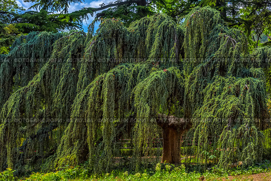 Cedrus atlantica Glauca Pendula in summer park. Стоковое фото, фотограф Анна Кривицкая / Фотобанк Лори