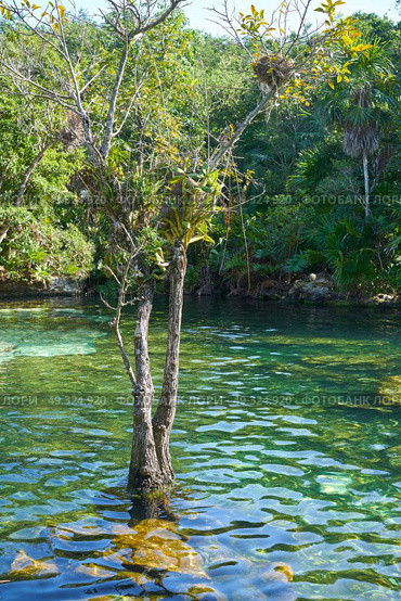 Cenote in Riviera Maya of Mayan Mexico sinkhole exposing groundwater. Стоковое фото, агентство Ingram Publishing / Фотобанк Лори
