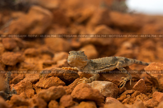 Central Asian agama lizard basks on terracotta-hued rocks, blending in with arid environment through adept camouflage. In the warm embrace of its natural habitat, a central Asian agama lizard perches motionless on rust-colored rocks, its textured skin mirroring the rough, dry terrain that it calls home. Стоковое фото, фотограф Андрей Ка / Фотобанк Лори