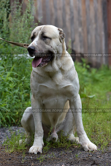 Central Asian Shepherd Dog Laying on grass. Стоковое фото, фотограф Анна Кривицкая / Фотобанк Лори