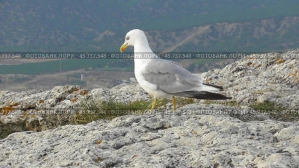 Чайки Хохотуньи Larus cachinnans. Стоковое видео, видеограф Александр Мамонтов / Фотобанк Лори