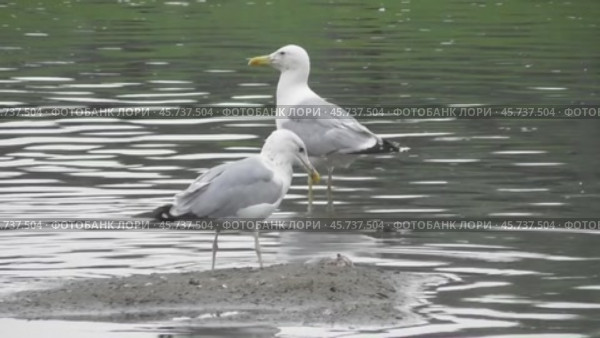 Чайки Хохотуньи Larus cachinnans на пруду в парке Царицыно. Стоковое видео, видеограф Александр Мамонтов / Фотобанк Лори