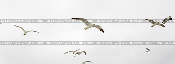 Чайки летают в небе. Стоковое фото, фотограф Павел Сапрыкин / Фотобанк Лори