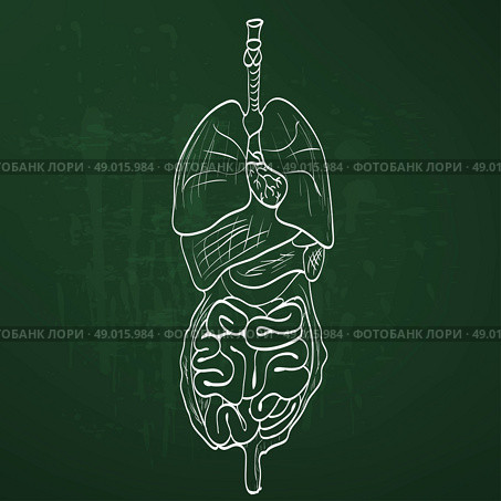 chalk painted alimentary system. Стоковая иллюстрация, агентство Ingram Publishing / Фотобанк Лори