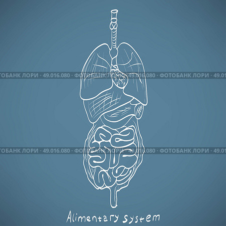chalk painted alimentary system. Стоковая иллюстрация, агентство Ingram Publishing / Фотобанк Лори