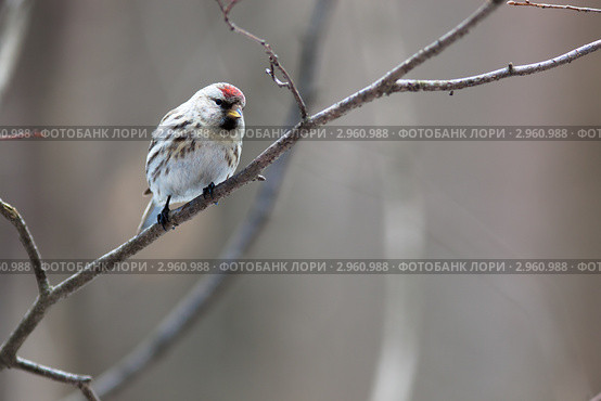Чечетка, Acanthis flammea, Redpoll. Стоковое фото, фотограф Василий Вишневский / Фотобанк Лори