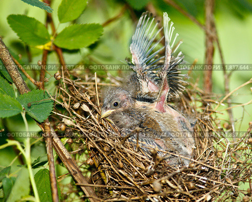 Чечевица обыкновенная, Carpodacus erythrinus. Стоковое фото, фотограф Василий Вишневский / Фотобанк Лори