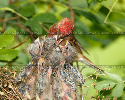 Чечевица обыкновенная, самец. Carpodacus erythrinus. Стоковое фото, фотограф Василий Вишневский / Фотобанк Лори