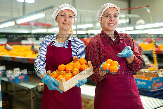 Cheerful female workmates standing in sorting workshop with mandarins. Стоковое фото, фотограф Яков Филимонов / Фотобанк Лори