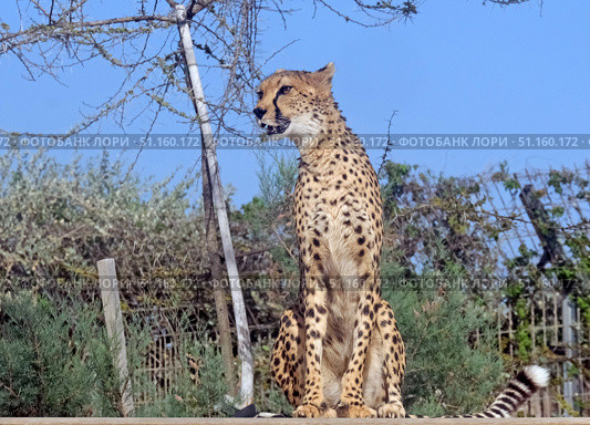Cheetah (Acinonyx jubatus) is a large cat. Стоковое фото, фотограф Irina Opachevsky / Фотобанк Лори