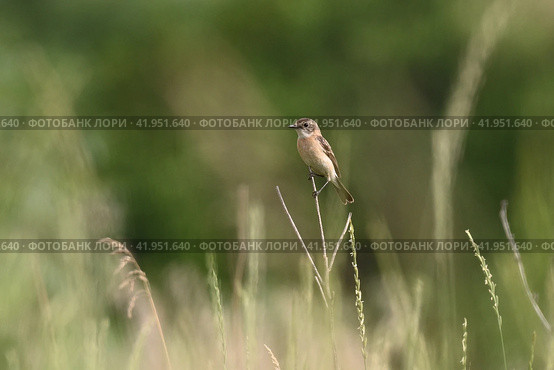Чекан западный черноголовый, самка (Saxicola rubicola) Стоковое фото, фотограф Садовский Анатолий / Фотобанк Лори