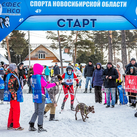Чемпионат и первенство по снежным дисциплинам ездового спорта сибирского региона "Рождественский заезд". Территория физкультурно-оздоровительного комплекса "Метелица", город Бердск, Новосибирская область, Западная Сибирь России, Норвежский спортивный ездовой метис. Редакционное фото, фотограф Евгений Мухортов / Фотобанк Лори