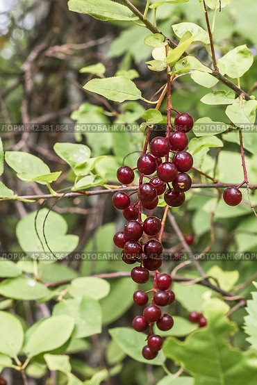Черёмуха виргинская (лат. Padus virginiana) — дерево подрода Cerasus рода Слива, происходящее из Северной Америки. Плоды и листья. Стоковое фото, фотограф Евгений Мухортов / Фотобанк Лори