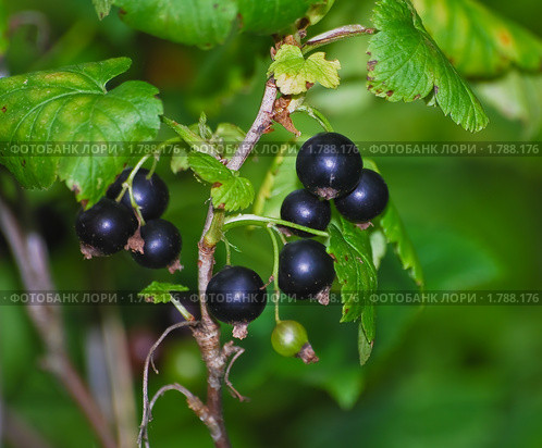 Черная смородина.(Ribes nigru) Стоковое фото, фотограф Алёшина Оксана / Фотобанк Лори