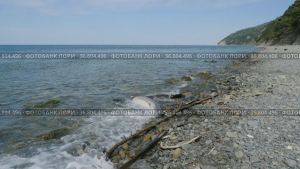 Чёрное море. Мёртвый дельфин у берега. The Black Sea. A dead dolphin near the shore. Стоковое видео, видеограф Евгений Романов / Фотобанк Лори