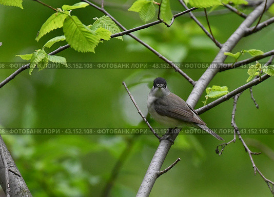 Черноголовая славка (Sylvia atricapilla) весной в парке, Подмосковье. Стоковое фото, фотограф Natalia Sidorova / Фотобанк Лори