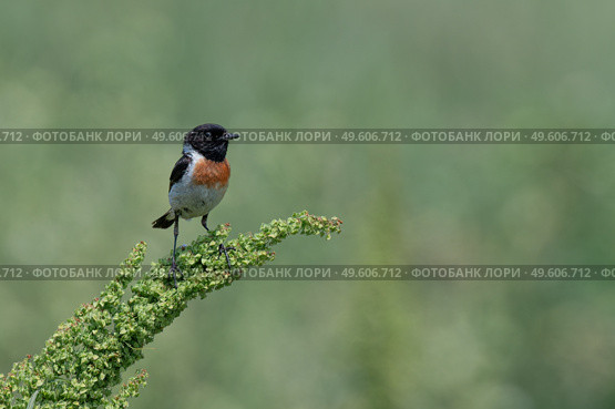 Черноголовый чекан Saxicola rubicola. Стоковое фото, фотограф Владимир Глинский / Фотобанк Лори