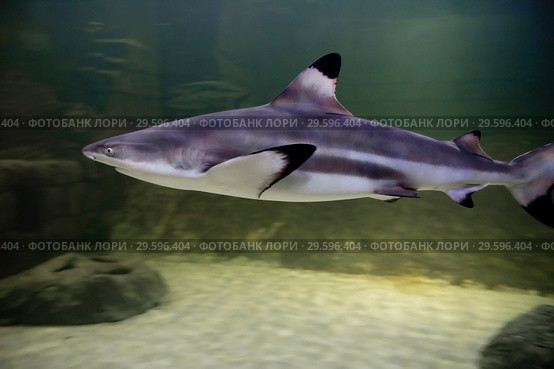 Черноперая рифовая акула. Blacktip reef shark . (2018 год). Редакционное фото, фотограф Галина Савина / Фотобанк Лори
