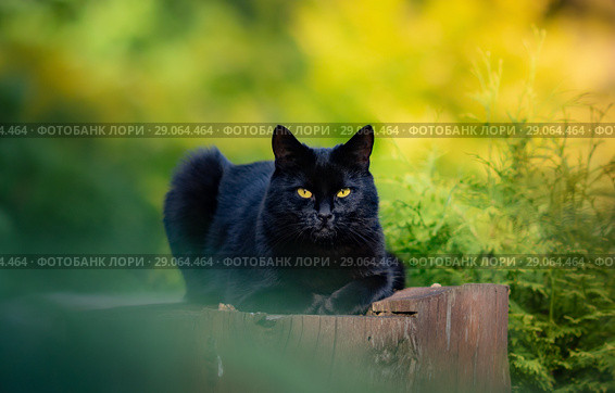 Черный гладкошёрстный кот лежит на пне. Стоковое фото, фотограф Абрамова Ксения / Фотобанк Лори