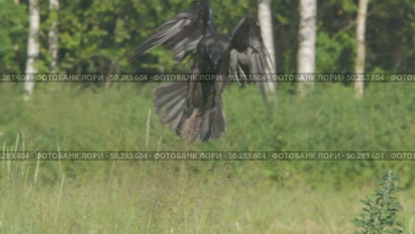 Чёрный ворон в полете. Corvus corax. Стоковое видео, видеограф Дмитрий Якубович / Фотобанк Лори