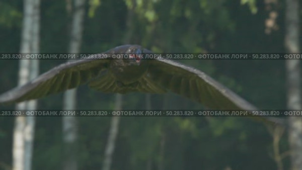 Чёрный ворон в полете. Corvus corax. Стоковое видео, видеограф Дмитрий Якубович / Фотобанк Лори