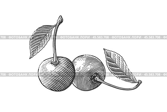 Cherry berries in vintage style. Hand drawn illustration in engraving style. Стоковая иллюстрация, иллюстратор KOSIM / Фотобанк Лори