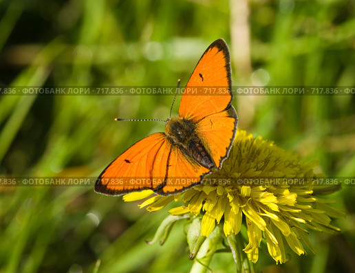 Червонец огненный, золотарниковый, Многоглазка огненная, Lycaena virgaureae, Scarce copper. Стоковое фото, фотограф Василий Вишневский / Фотобанк Лори