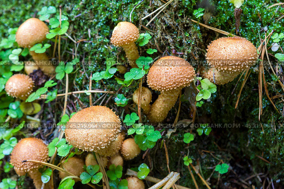 Чешуйчатка обыкновенная (Pholiota squarrosa) Стоковое фото, фотограф Ирина Яровая / Фотобанк Лори