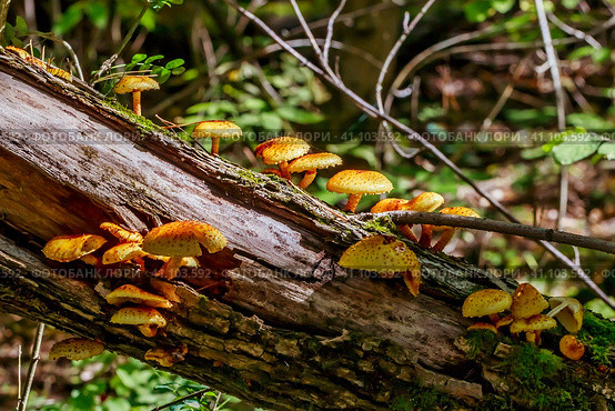 Чешуйчатка золотистая, Королевский опёнок (лат. Pholiota aurivella) на стволе дерева. Новосибирская область, Западная Сибирь. Стоковое фото, фотограф Евгений Мухортов / Фотобанк Лори