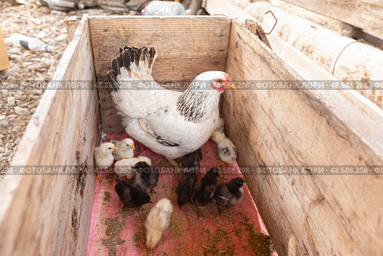 Chicken mother with chickens. Стоковое фото, фотограф Evgenia Shevardina / Фотобанк Лори