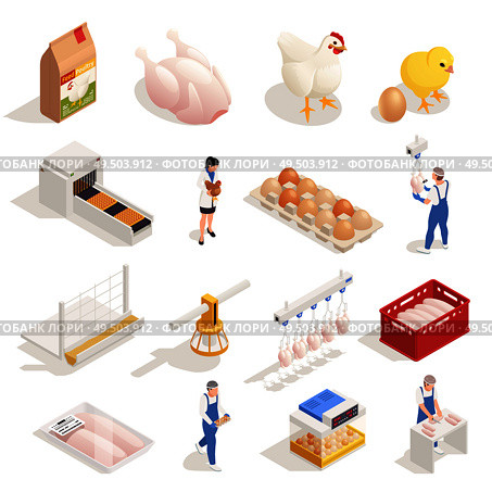 Chicken poultry production farm isometric elements set with hen eggs incubator hatched chicken meat packaging vector illustration. Стоковая иллюстрация, агентство Ingram Publishing / Фотобанк Лори