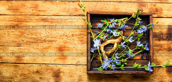 Chicory root and chicory flowers,weed. Wild plant in herbal medicine.. Chicory in herbal medicine,copy space. Стоковое фото, агентство Ingram Publishing / Фотобанк Лори