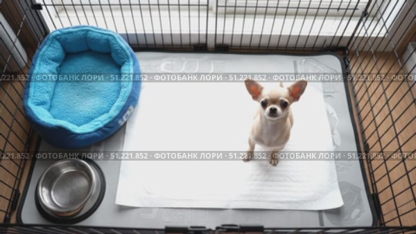Chihuahua puppy mastering potty training, resting on absorbent pad within cozy crate, near feeding station, soft bedding supporting early canine learning process. Стоковое AI-видео, аниматор Юрий Поздников / Фотобанк Лори