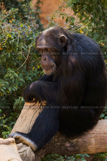 chimpanzee. Стоковое фото, агентство Ingram Publishing / Фотобанк Лори