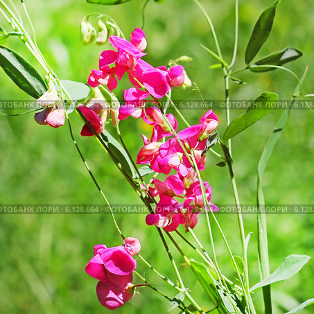 Чина лесная (Lathyrus sylvestris L.) Стоковое фото, фотограф Евгений Мухортов / Фотобанк Лори