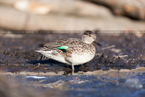 Чирок-свистунок. Common Teal (Anas crecca) Стоковое фото, фотограф Василий Вишневский / Фотобанк Лори