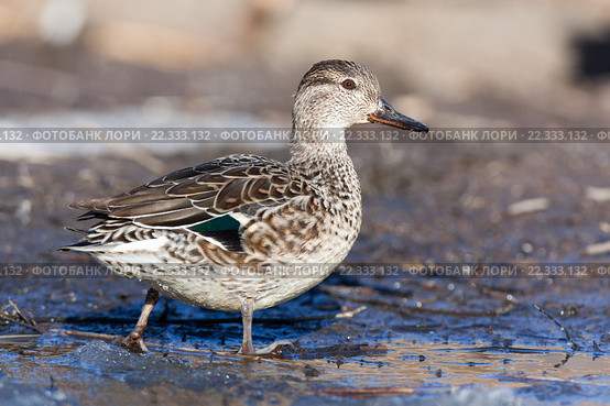 Чирок-свистунок. Common Teal (Anas crecca) Стоковое фото, фотограф Василий Вишневский / Фотобанк Лори