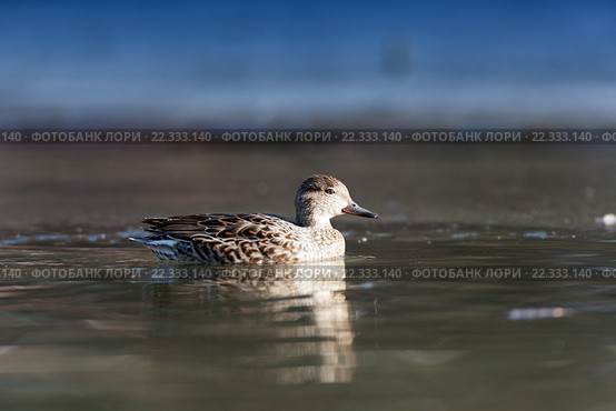 Чирок-свистунок. Common Teal (Anas crecca) Стоковое фото, фотограф Василий Вишневский / Фотобанк Лори