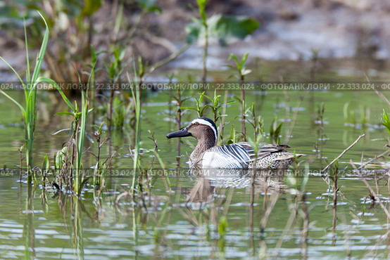 Чирок-трескунок. Garganey (Anas querquedula). Стоковое фото, фотограф Василий Вишневский / Фотобанк Лори