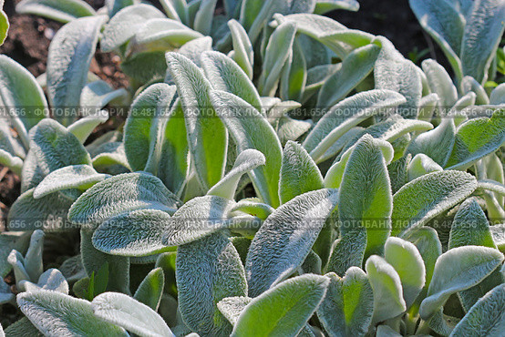 Чистец шерстистый  или Стахис (Stachys). Листья. Стоковое фото, фотограф Евгений Мухортов / Фотобанк Лори