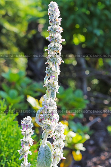 Чистец шерстистый  или Стахис (Stachys). Соцветия. Стоковое фото, фотограф Евгений Мухортов / Фотобанк Лори